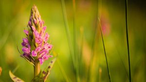 Hidden Beauty - The Orchids of the Saale Valley's poster