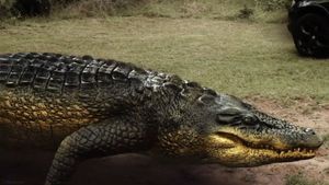 Lake Placid vs. Anaconda's poster