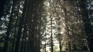 Own Forest's poster
