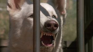 White Dog's poster