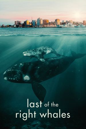 Last of the Right Whales's poster