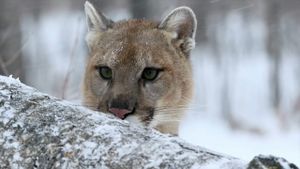 Cougar: On the Trail of the Ghost Cat's poster