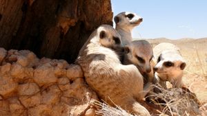 Clan of the Meerkat's poster