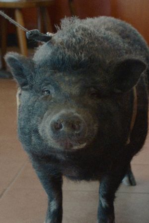 Nelson the Piglet's poster image