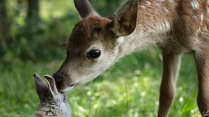 Bambi: A Tale of Life in the Woods's poster