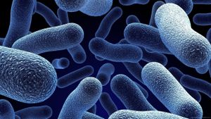 Bacterial World's poster