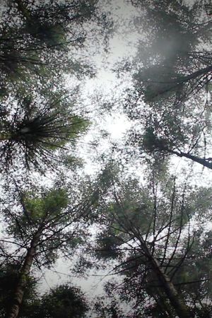 Mycelia: Voices from the Water Forest's poster image