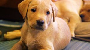 Une vie de chiot's poster