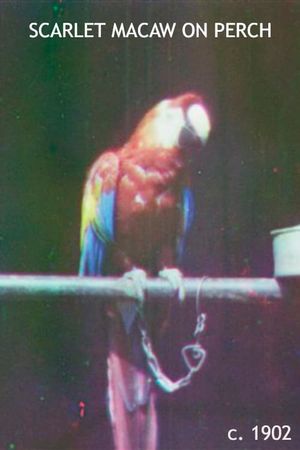 Scarlet Macaw on Perch's poster image