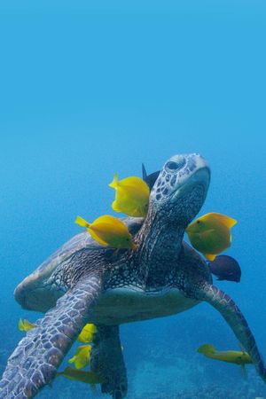 Soul of the Ocean's poster