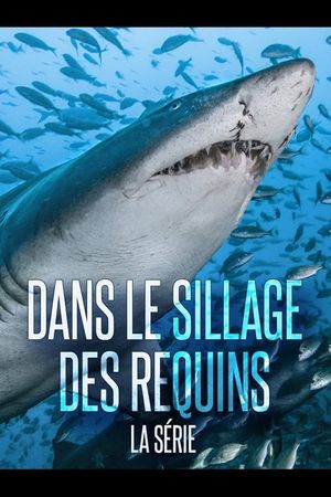 Dans Le Sillage Des Requins - La Vie Secrète's poster