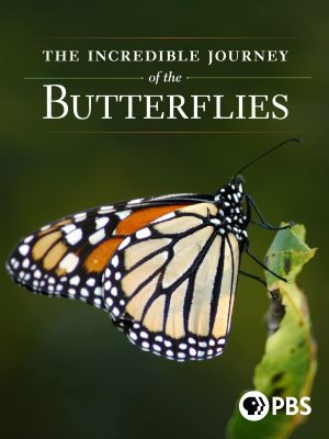 The Incredible Journey of the Butterflies's poster