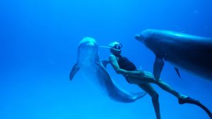 Dolphin Man's poster
