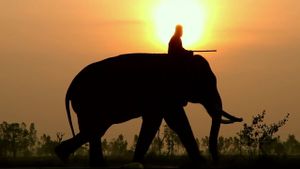 When Elephants Were Young's poster