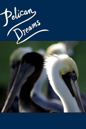 Pelican Dreams's poster