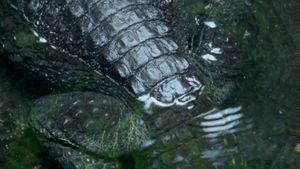 Crocodile Nest's poster
