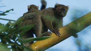 Madagascar: Africa's Galapagos's poster