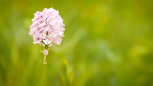 Hidden Beauty - The Orchids of the Saale Valley's poster