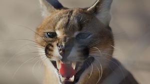 Caracal : La Société du chat solitaire's poster