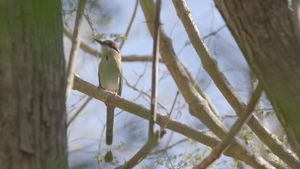 Birder's poster