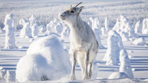 A Reindeer's Journey's poster