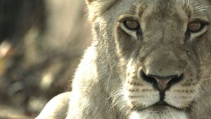 Malika the Lion Queen's poster
