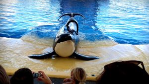 Blackfish's poster