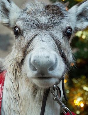 A Baby Reindeer's First Christmas's poster