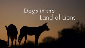 Dogs in the Land of Lions's poster