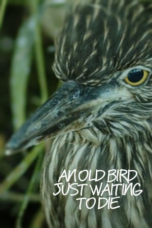 An Old Bird Just Waiting To Die's poster