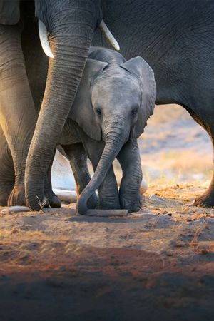 Elephant's poster