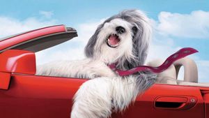 The Shaggy Dog's poster