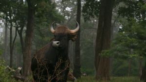 Wild Karnataka's poster