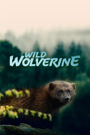 Wild Wolverine's poster