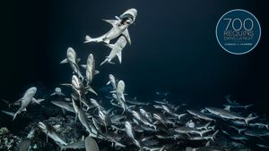 700 Sharks (Gombessa 4, Genesis)'s poster