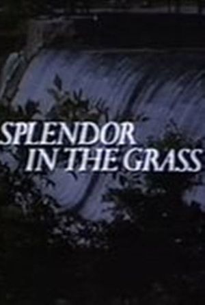 Splendor in the Grass's poster