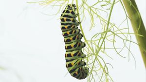 Metamorphosis's poster