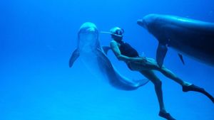 Dolphin Man's poster