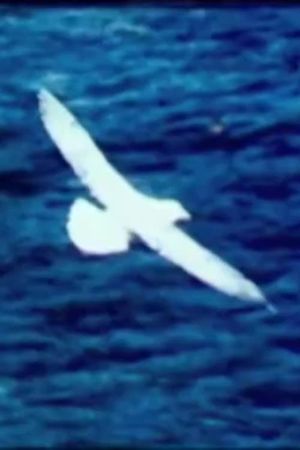 Birds by the Sea (Prayer)'s poster