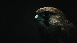 Kes's poster