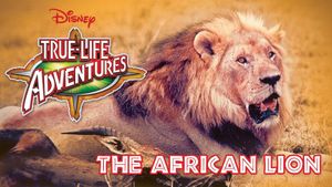 The African Lion's poster