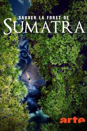 Save the Sumatran Forest's poster