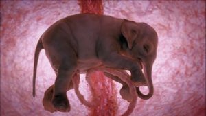 In The Womb: Animals's poster