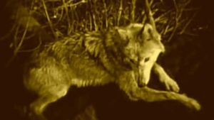 Wolfblood's poster