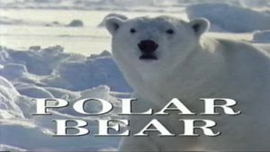 Predators of the Wild: Polar Bear's poster