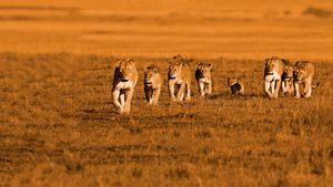African Cats's poster