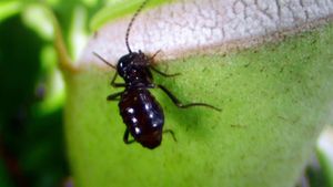 Termites: The Inner Sanctum's poster