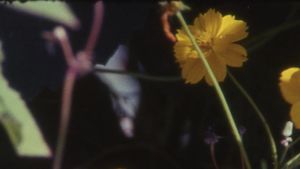 Bouquets 31-40's poster