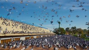 Million Dollar Pigeons's poster