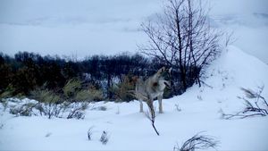 Marche avec les loups's poster